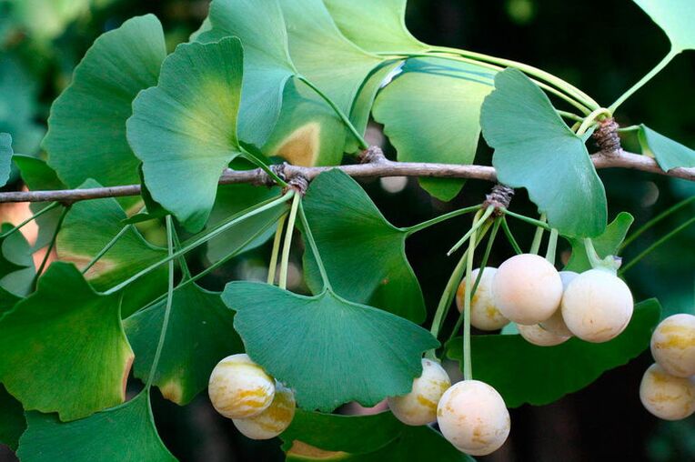 Ginkgo biloba - an exotic herb used to increase potency